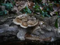 Brownflesh Bracket (Coriolopsis gallica) plant