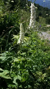 Aconitum orientale (Aconitum orientale) plant