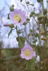Pale Hollyhock