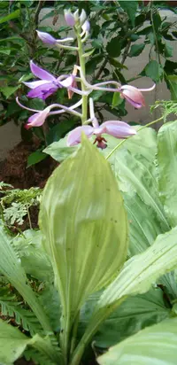 Calanthe sylvatica
