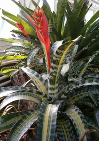 Amazonian Zebra-plant (Aechmea chantinii) plant