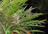 Aechmea angustifolia (Aechmea angustifolia) plant