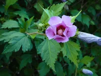 Rose of Sharon