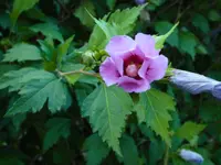 Rose of Sharon