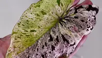 Elephant's Ear