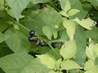American black nightshade