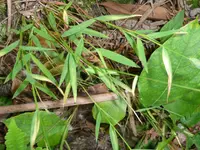 Pogonatherum crinitum
