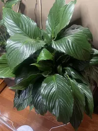 Peace Lily photo by a Botan App user