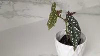 Cane begonia