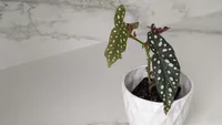 Cane begonia