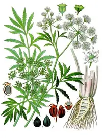 Mackenzie's water hemlock