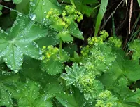 Shining Lady's-mantle