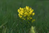 Black Mustard