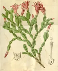Schlumbergera russelliana (Schlumbergera russelliana) plant
