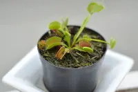 Dionaea muscipula