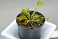 Dionaea muscipula