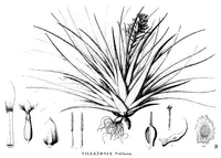 Tillandsia pohliana