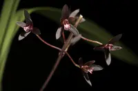 Channelled boat-lip orchid
