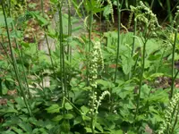 Black cohosh (Actaea racemosa) plant