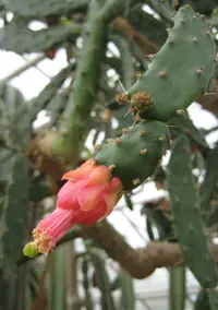 Opuntia dejecta (Opuntia dejecta) plant