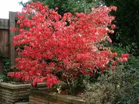 Burning bush