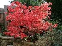Burning bush (Euonymus alatus) plant