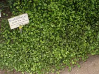 Creeping wire vine