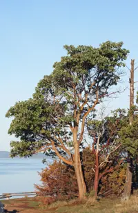 Pacific madrone