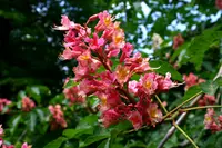 red horse-chestnut