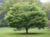 Hornbeam maple
