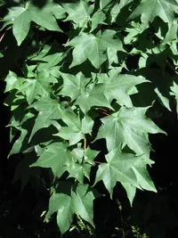 Cappadocian maple