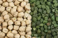 chick pea