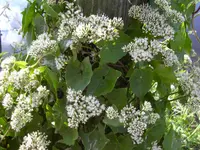 climbing hempvine (Mikania scandens) plant