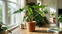Upright Elephant Ear (Alocasia macrorrhizos 'Stingray') plant