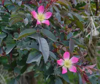 Red-leaved Rose