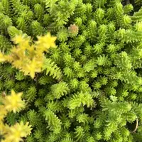 Tasteless Stonecrop photo by a Botan App user