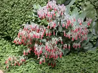 Kalanchoe laxiflora