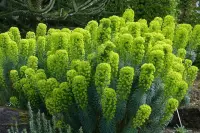 Euphorbia characias