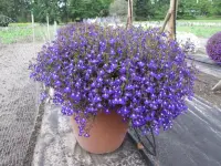 Lobelia erinus in the pot