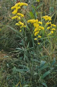 gray goldenrod