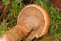 red-banded webcap