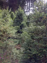 Guatemalan Fir