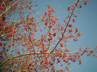 Chinese Hawthorn