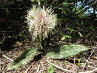 star sansevieria