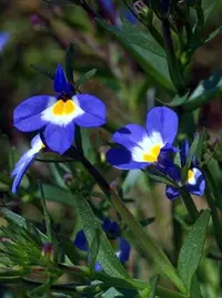 cascade calicoflower