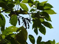 achiotillo
