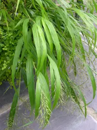 Japanese forest grass