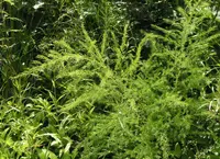 Asparagus schoberioides