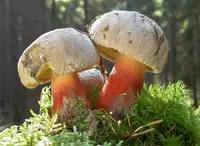 Bitter Beech Bolete