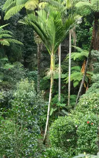 Nikau palm